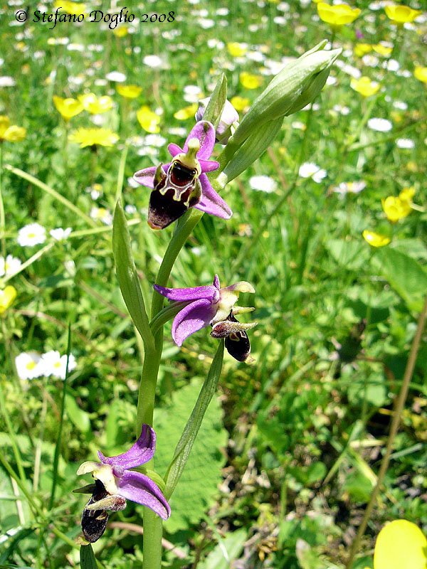 orchidee dal mar Nero turco...